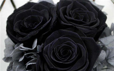  黑玫瑰的花语