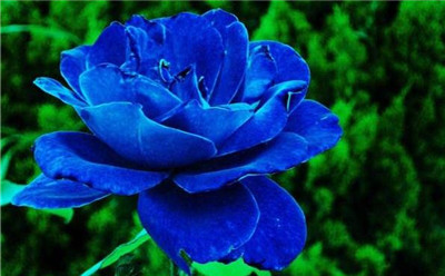 蓝色玫瑰花语